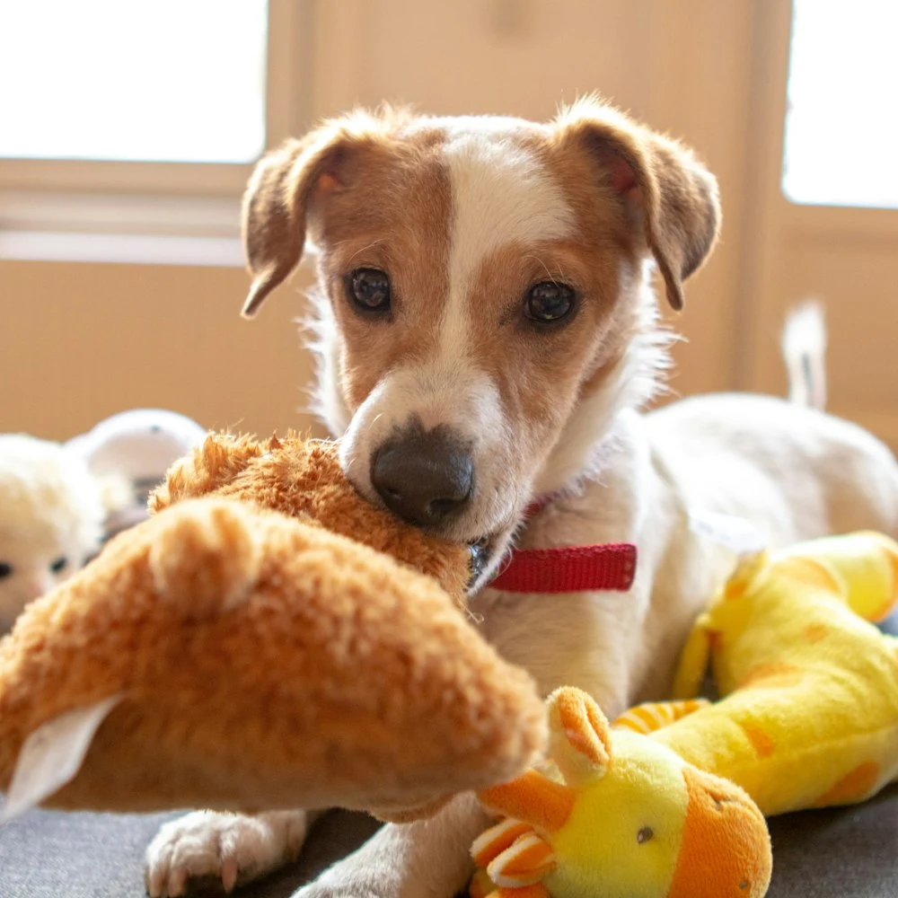 Zıpzıp Peluş Ördek Köpek Oyuncağı