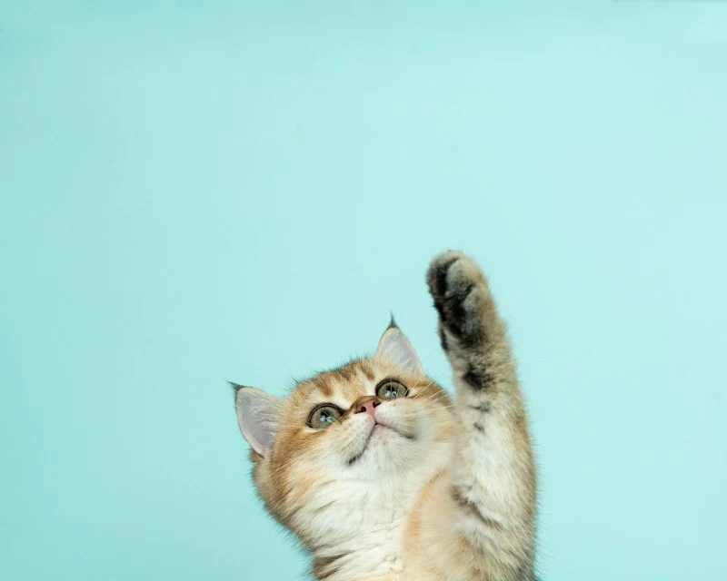Oyun oynayan yavru kedi